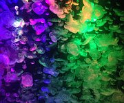 加茂水族館3
