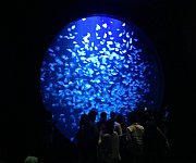 加茂水族館4