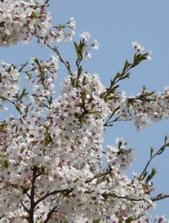 桜