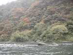 最上川