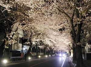 夜ノ森公園の夜桜
